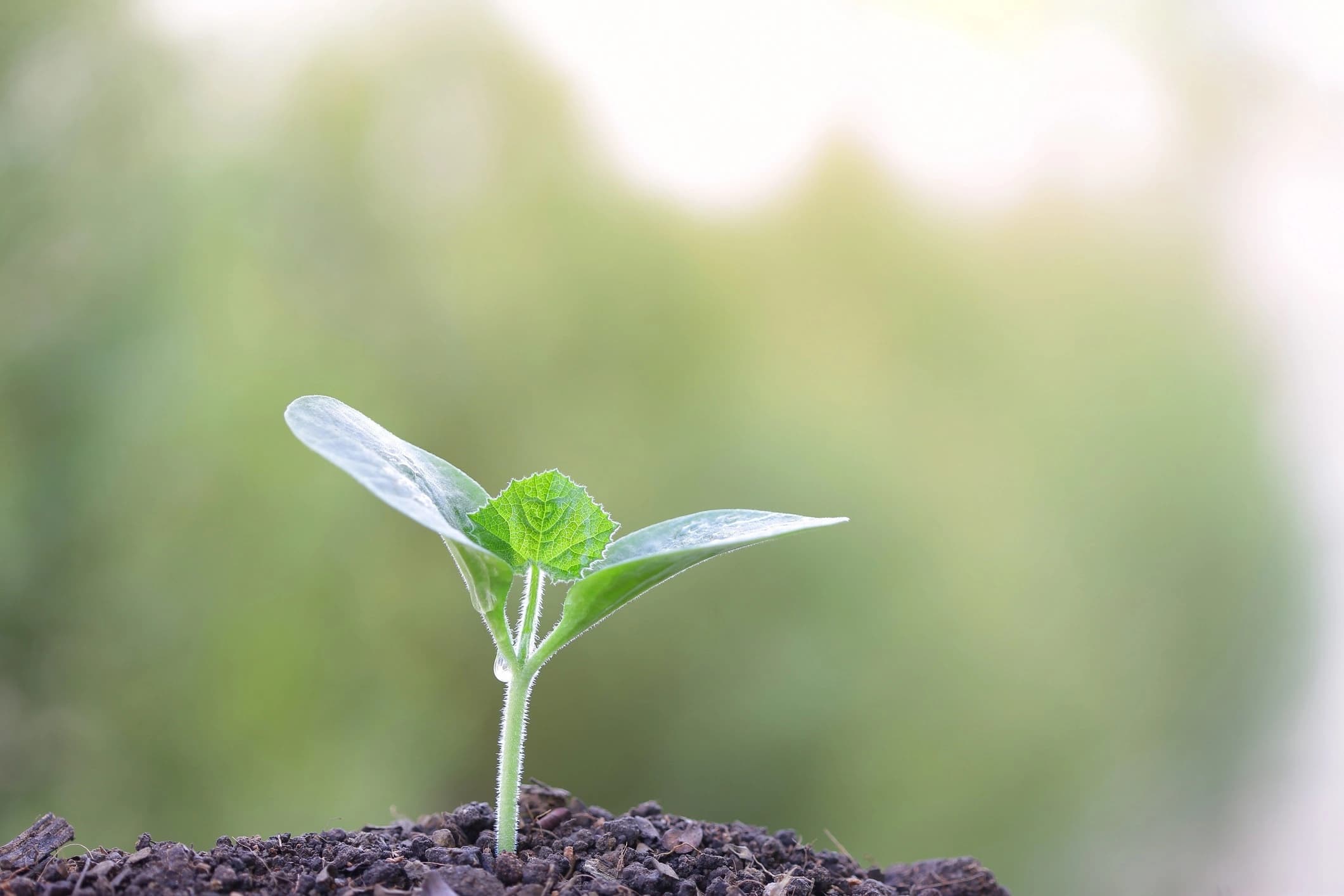 Therapy planting a tree